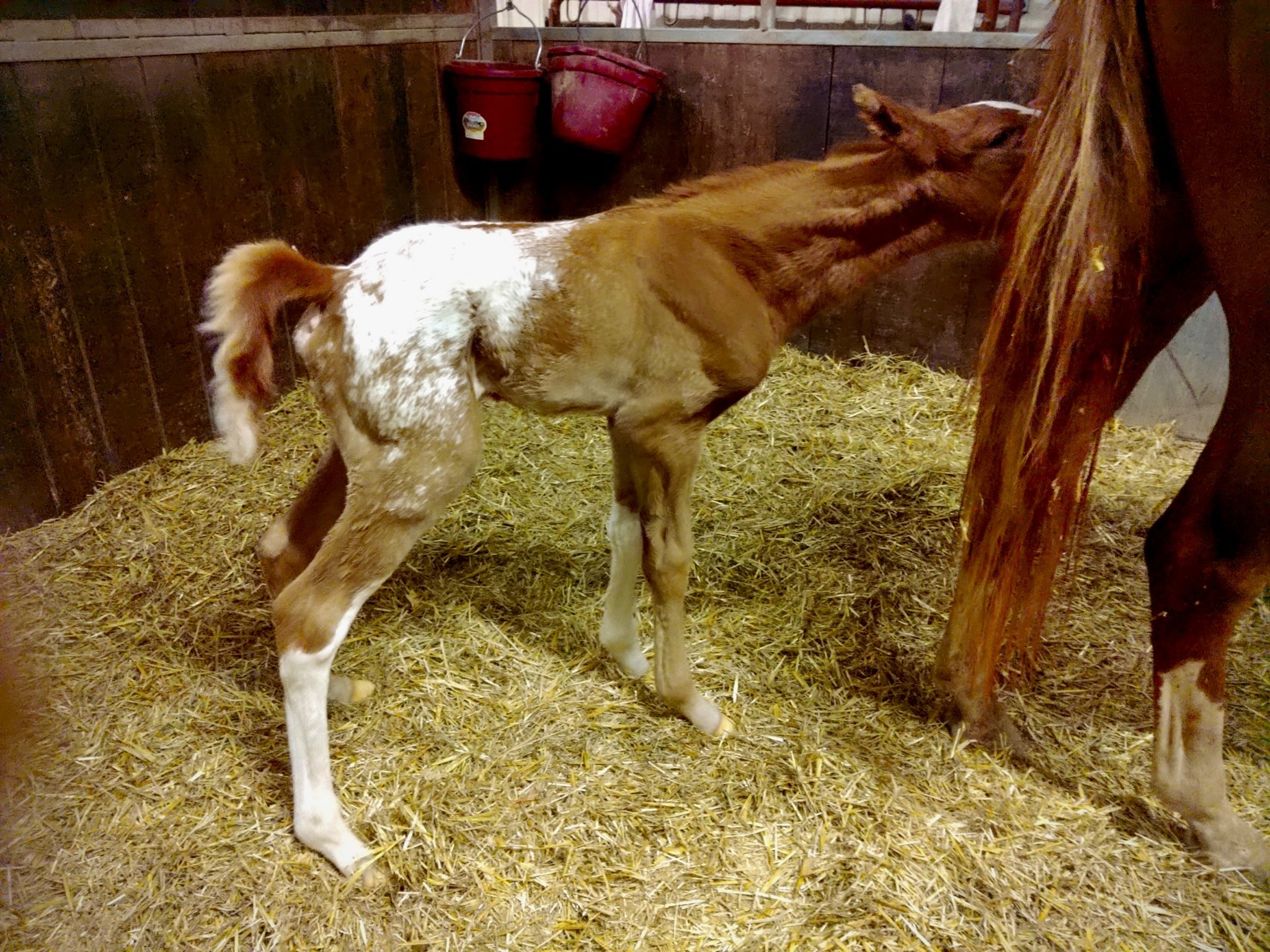 Horse Giving Birth Standing Up