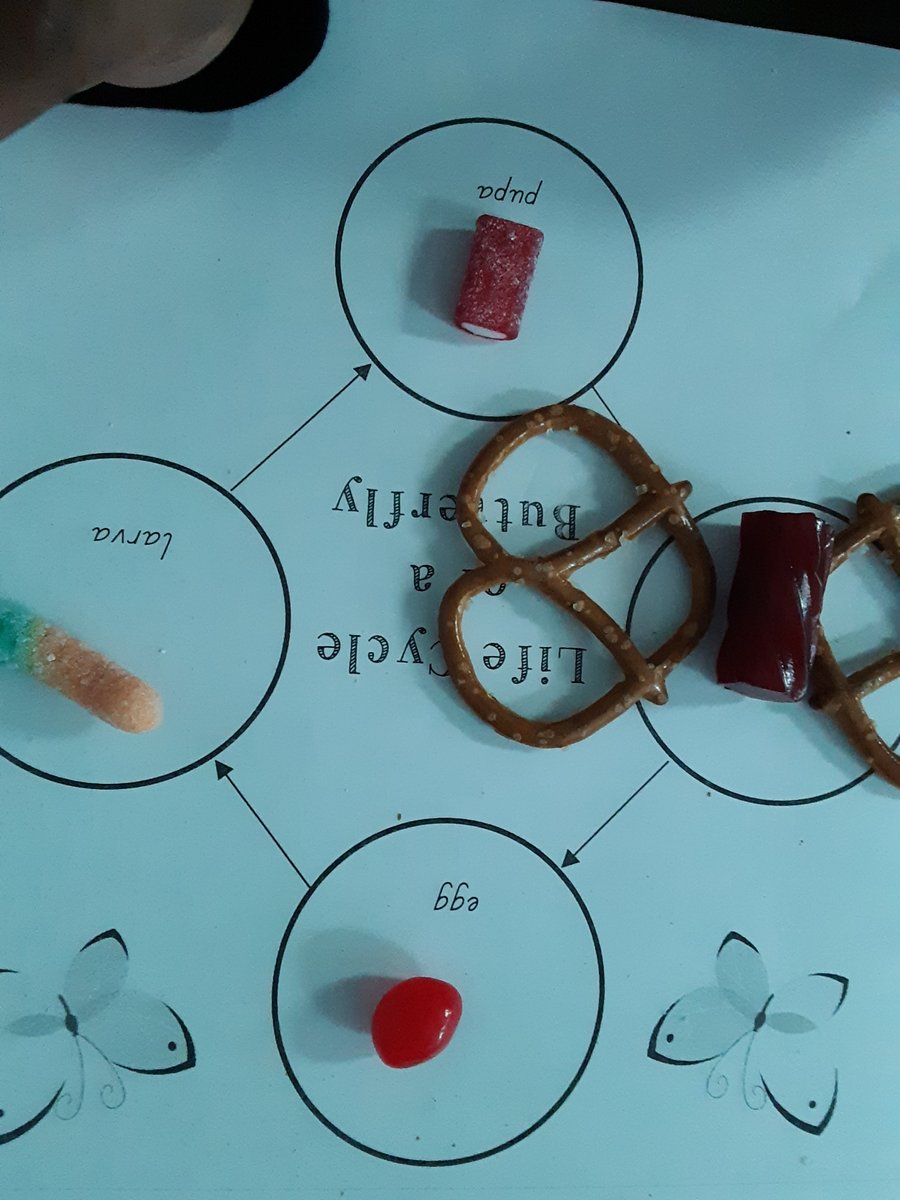 PointNavy's tweet photo. 2nd Graders making the butterfly life cycle using different candies. 

#ECSDFL https://t.co/wcaiCoNXL5