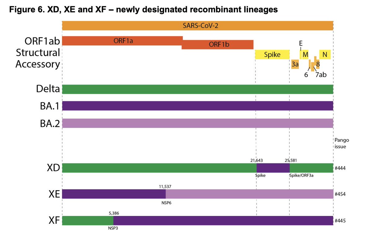 6) And no, this is not even “XE”… XE is a mixture of BA1 and BA2. It’s slightly more contagious but I’m still waiting and holding off alarm bells on XE for a little bit longer. This BA2+L452R is different group.  https://medriva.com/what-is-the-omicron-xe-variant-and-why-are-scientists-concerned-about-their-rapid-transmission-rates-fueling-the-uk/