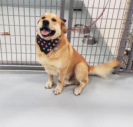 adopt_a_dog_bot's tweet photo. Clifford is a sharp punk, who can be found near Muldrow, OK! Clifford is a Mixed Breed mix, who has way too much energy in the morning. #MixedBreed #mixedbreed #mutt #dogsoftwitter #rescue #adopt #dog #Muldrow #Oklahoma #OK https://t.co/20RbvE62T5 https://t.co/IpnXhWOoo8