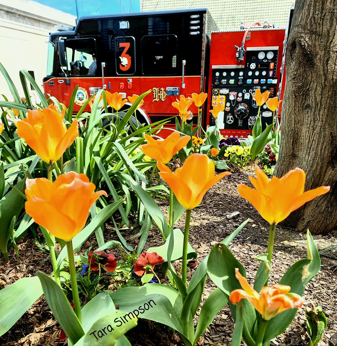 HVLfire's tweet image. We think the Downtown tulips complement Engine 3 quite nicely 🌷 Thanks to Tara Simpson for sharing this photo!