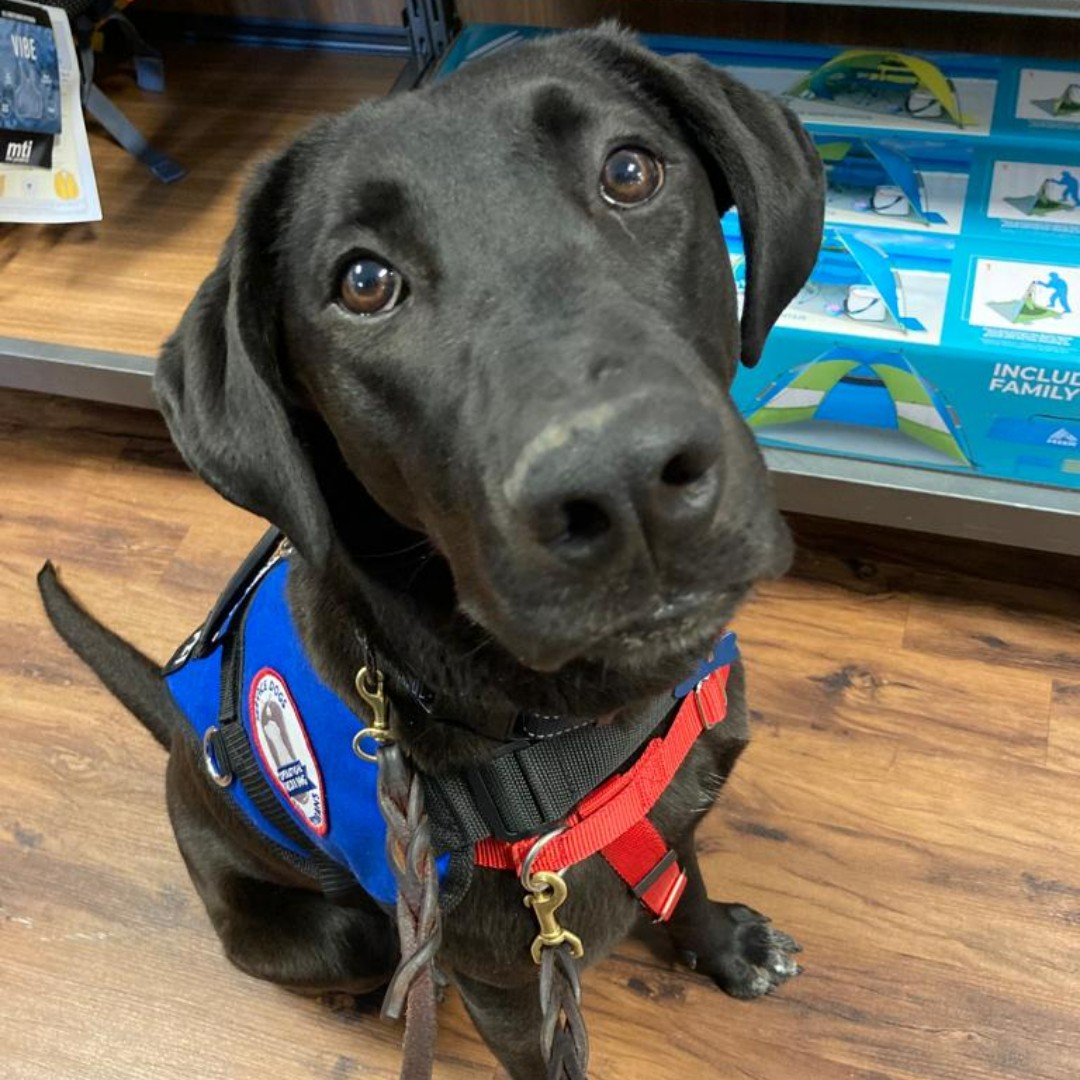 OpDeltaDog's tweet photo. Milly just wants to wish you a HAPPY MONDAY!
#dogsintraining #MondayMotivation https://t.co/RZykqlx0rI