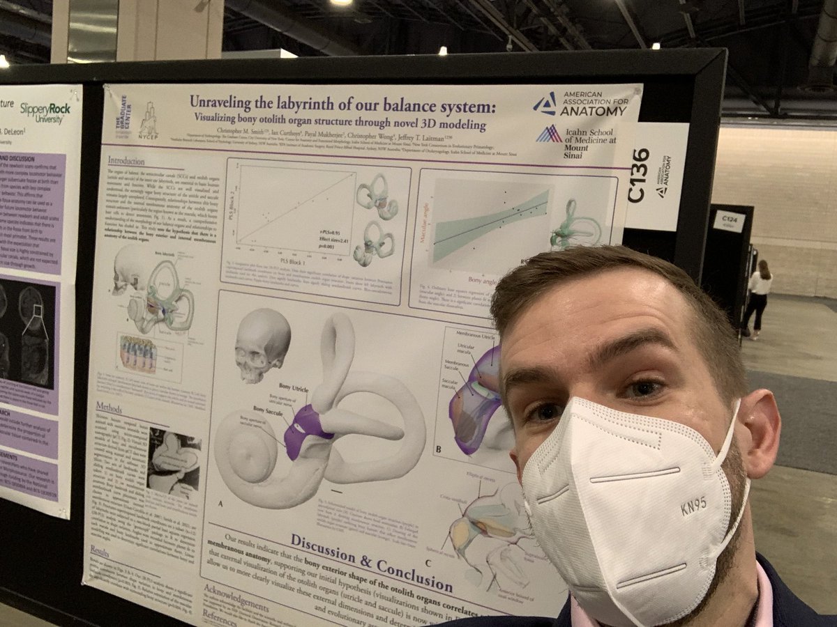 csmithbioanth's tweet image. Poster time again! This time @ #Anatomy22 #ExpBio @AnatomyOrg. If you’re around, I’ll be at poster board C136 from 10-12 today, talking more ear stuff! 💀👂🤗
