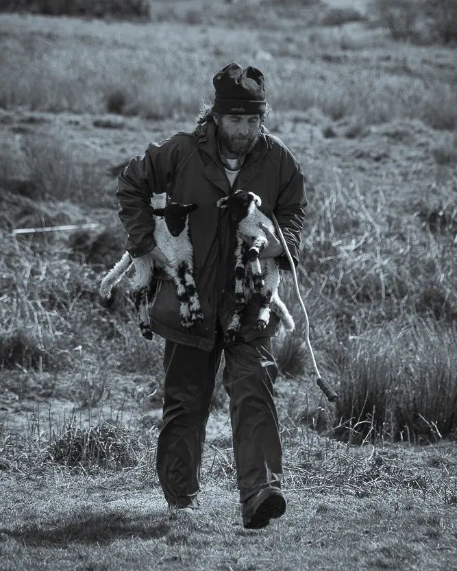 The Lambcatcher
#sheep #lambing2022 #Ilkley #Yorkshire