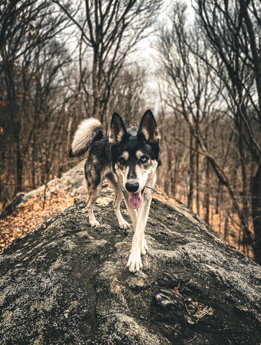 #PhotoChallenge2022April day 4 / walking around 🦌 This is from a hike we did last week! #twitterdogcommunity #dogtwitter