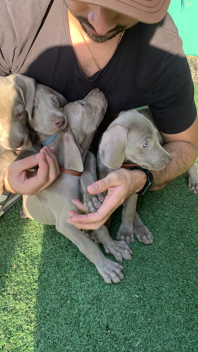 JoseEliasD's tweet photo. Tanta lealtad en una sola fotografía #weimaraner #weim #weimaranerpuppies https://t.co/7dU8T3gHUo