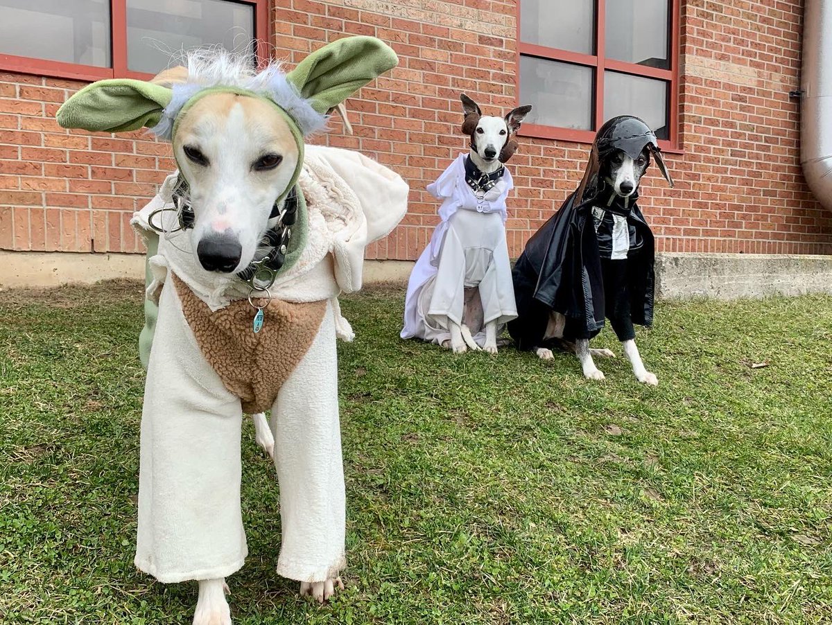 “Do or do not. There is no try.” Yoda