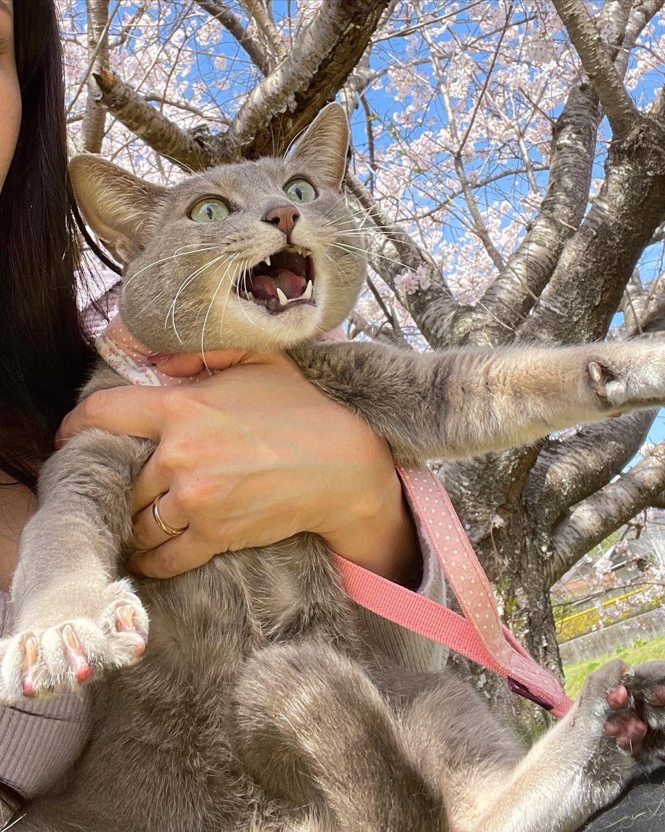 おはぎと桜2022🌸
はじめてのお花見🌸
#猫と桜 #猫 #桜