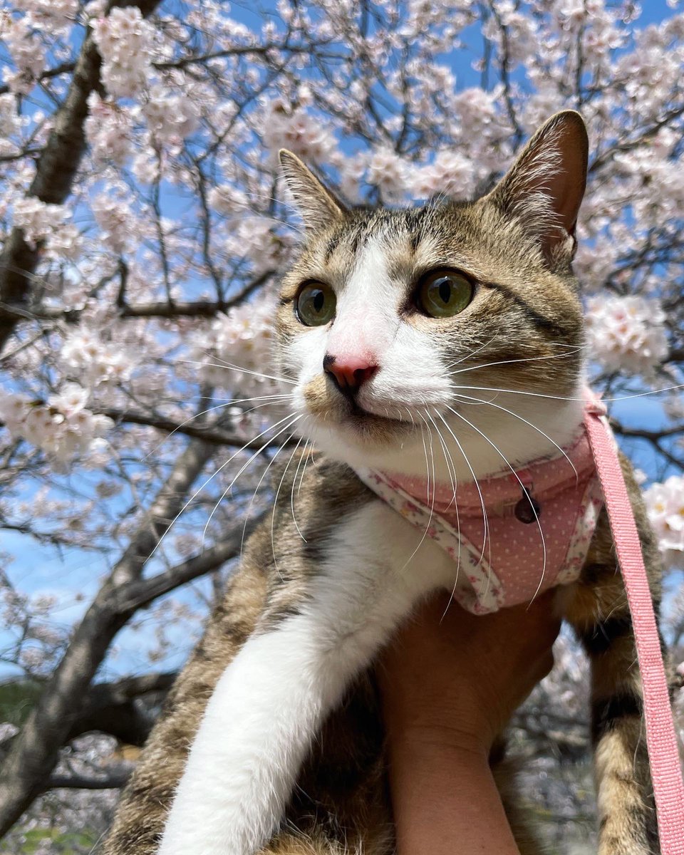 モネと桜2022🌸
#猫と桜 #猫 #桜