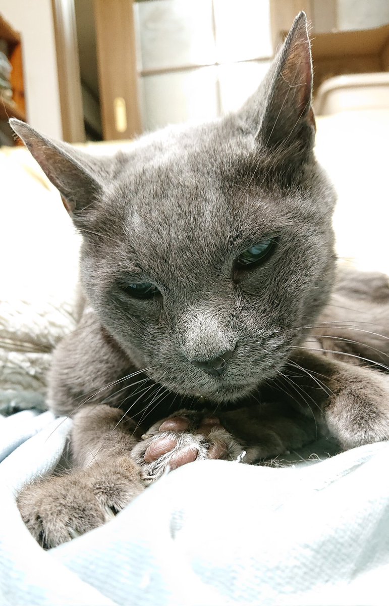 今日も点滴がんばりました。
体重も少し増えていてうれしい😄
#猫のいる暮らし #腎臓病
