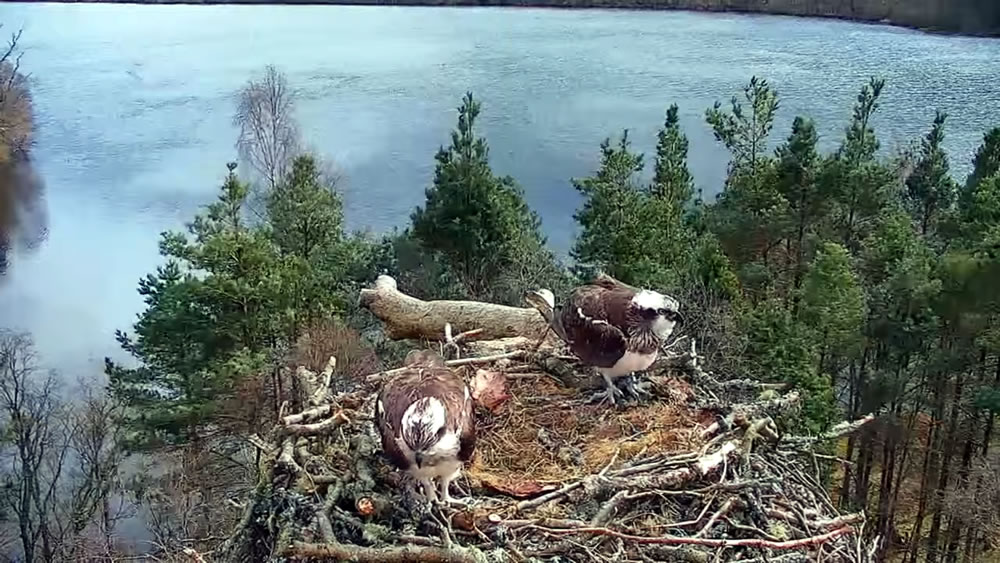webcamsmap's tweet photo. Ospreys have returned to the nests at @rutlandospreys https://t.co/S40D7UBMsP &amp; @LochoftheLowes #Perthshire  https://t.co/nv6pqcDRfP There are two eggs visible in the Rutland nest The other nests featured on this map don't yet have occupiers but its early days Keep watching! https://t.co/jJuGqUF92J