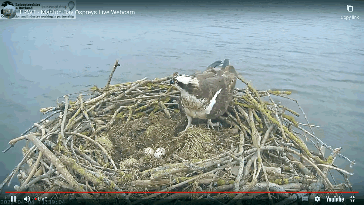 webcamsmap's tweet photo. Ospreys have returned to the nests at @rutlandospreys https://t.co/S40D7UBMsP &amp; @LochoftheLowes #Perthshire  https://t.co/nv6pqcDRfP There are two eggs visible in the Rutland nest The other nests featured on this map don't yet have occupiers but its early days Keep watching! https://t.co/jJuGqUF92J