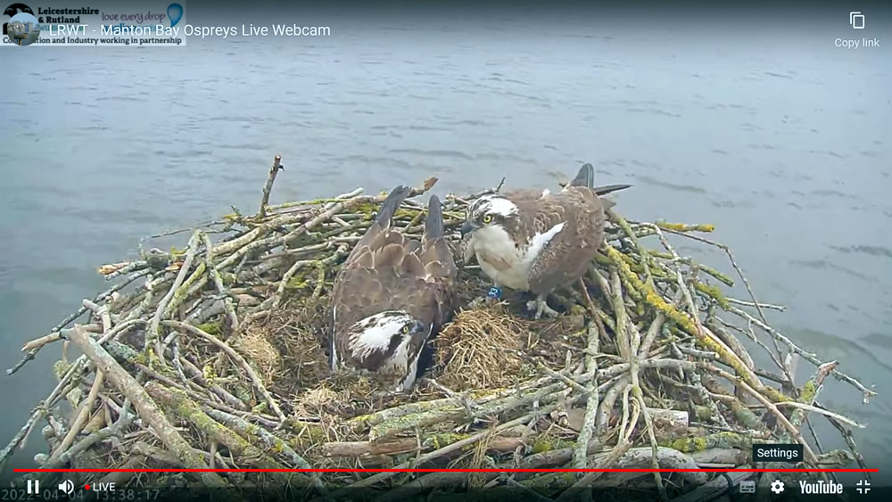webcamsmap's tweet photo. Ospreys have returned to the nests at @rutlandospreys https://t.co/S40D7UBMsP &amp; @LochoftheLowes #Perthshire  https://t.co/nv6pqcDRfP There are two eggs visible in the Rutland nest The other nests featured on this map don't yet have occupiers but its early days Keep watching! https://t.co/jJuGqUF92J