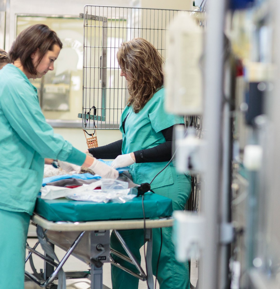 JobVmc's tweet photo. Our Small Animal ICU has two open Veterinary Nurse positions:
- https://t.co/zBxqYYrw5X
- https://t.co/bb9sYAIb0B https://t.co/RJ1fJ4fW5K