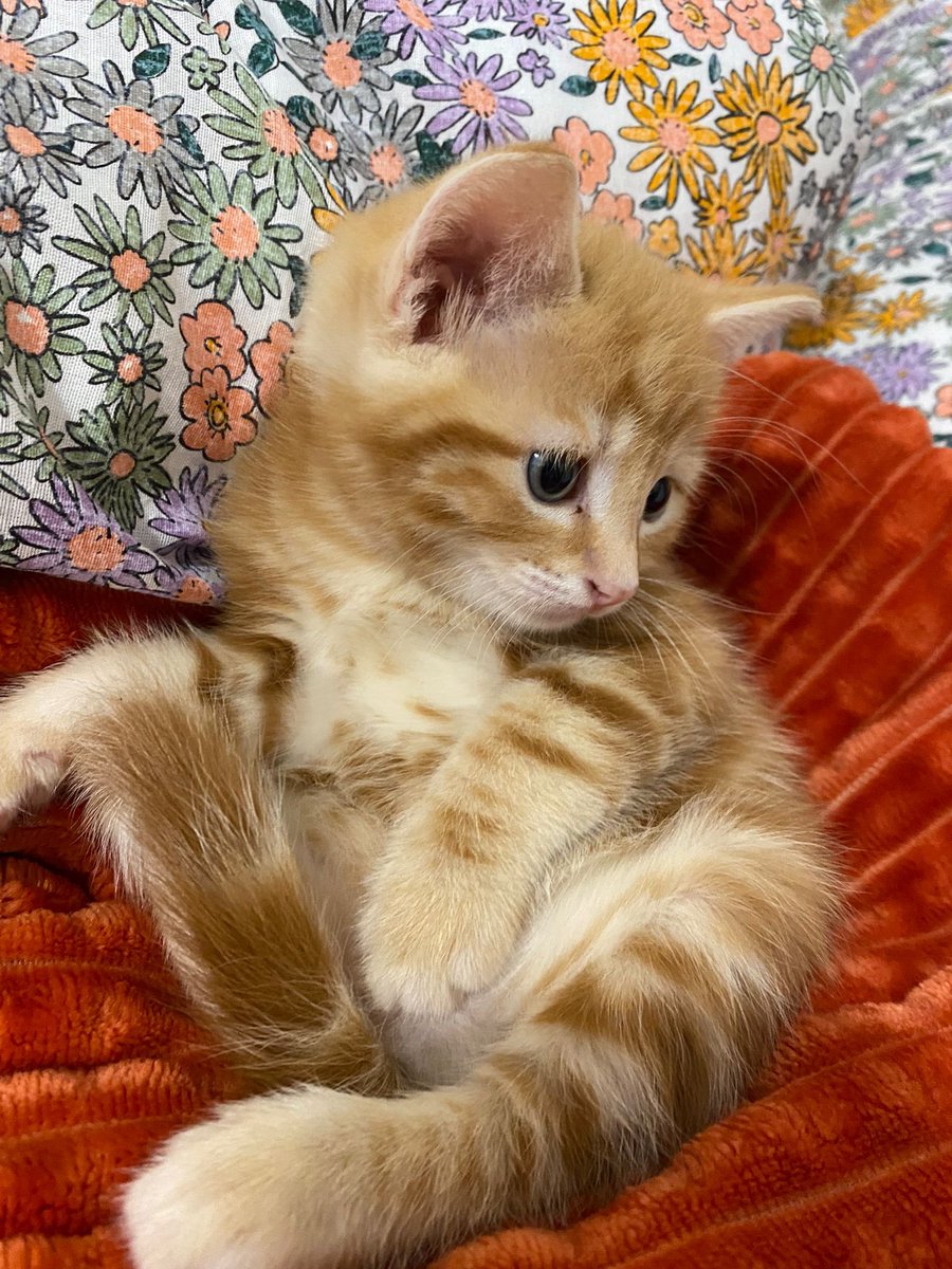 SAMMY. tweet media