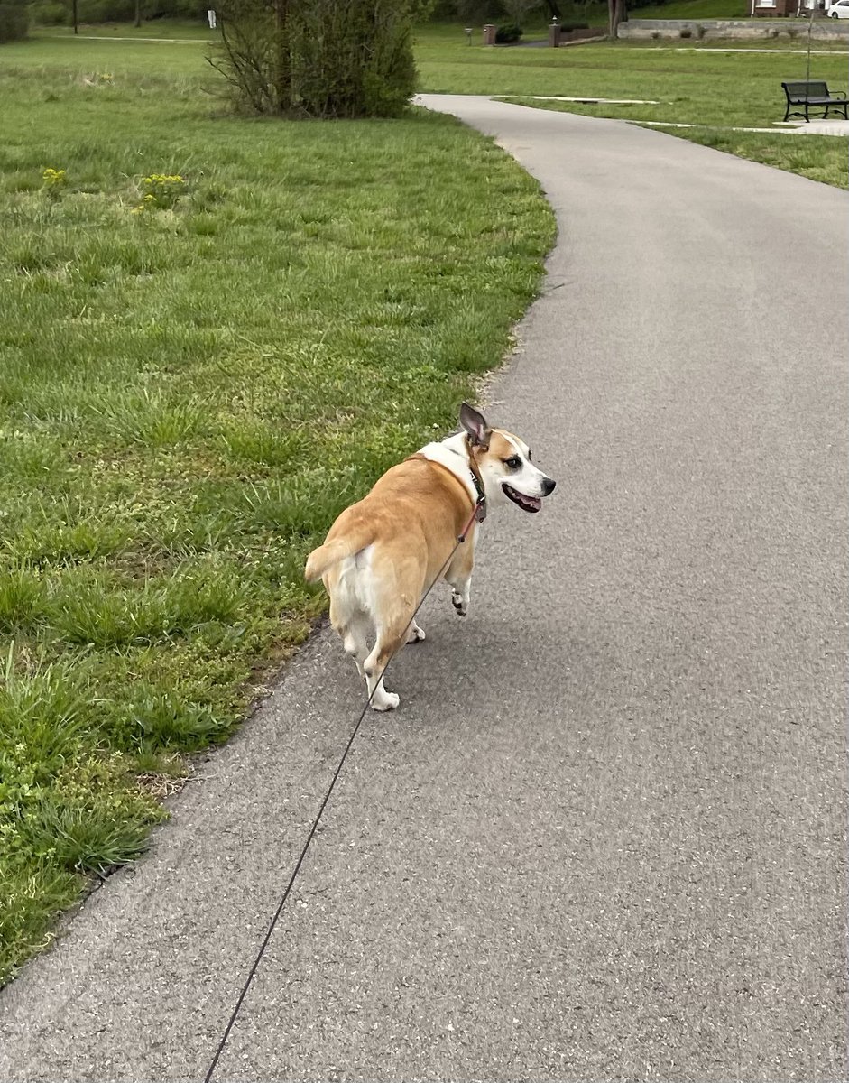 mattmurphyshow's tweet image. I don’t think Munson thinks I’m going fast enough. Plus…a 3 mile walk and now he won’t let me cook breakfast because he wants to play ball. #FirstWorldDogProblems