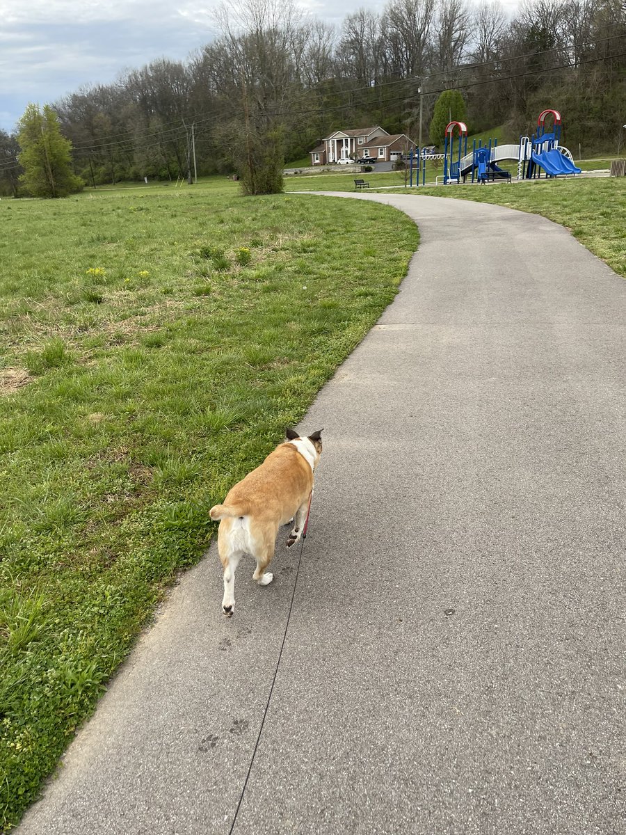 mattmurphyshow's tweet image. I don’t think Munson thinks I’m going fast enough. Plus…a 3 mile walk and now he won’t let me cook breakfast because he wants to play ball. #FirstWorldDogProblems