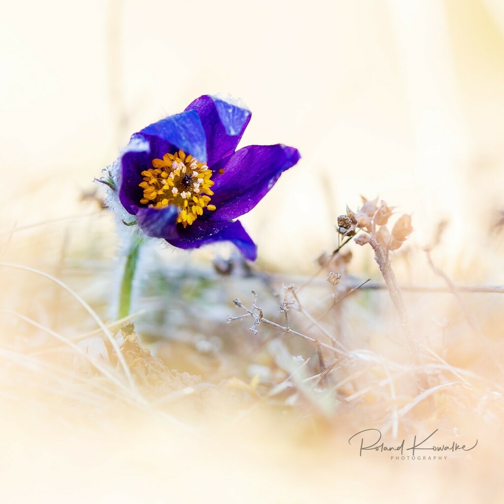 Heute früh war ich nochmal auf Pulsatilla-Ansitz. Es sind nicht mehr viele zu finden - ihre Zeit ist überwiegend schon vorbei. Aber ein paar hab ich noch ablichten können.

#pulsatilla
#küchenschellen 
#küchenschelle 
#kuhschellen 
#kuhschelle
#wildblume… instagr.am/p/Cb7iWCxqzaw/
