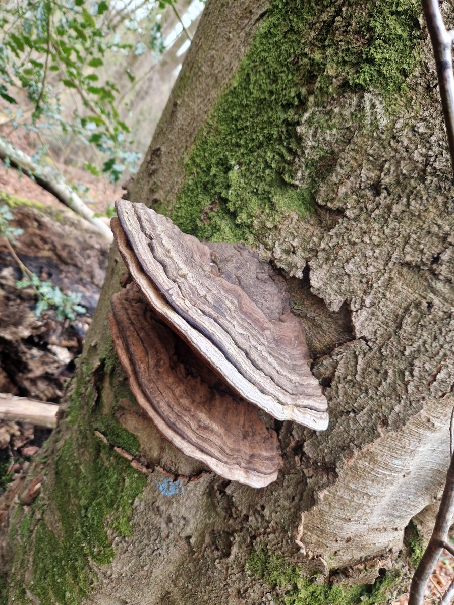 muscariamadge's tweet photo. Found the motherload of #ganoderma #artistsconk #ganodermaapplanatum today. Been doing a fair bit of research and really want to start using it. Any advice or tips on how to use and consume this fantastic fungi please??

#fungi #mushroommonday #mushroomtwitter #fantasticfungi https://t.co/CM6atama3w