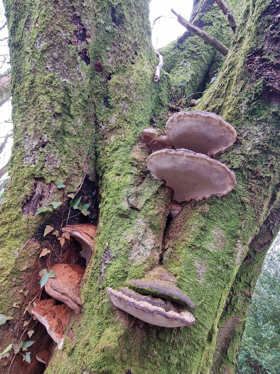 muscariamadge's tweet photo. Found the motherload of #ganoderma #artistsconk #ganodermaapplanatum today. Been doing a fair bit of research and really want to start using it. Any advice or tips on how to use and consume this fantastic fungi please??

#fungi #mushroommonday #mushroomtwitter #fantasticfungi https://t.co/CM6atama3w