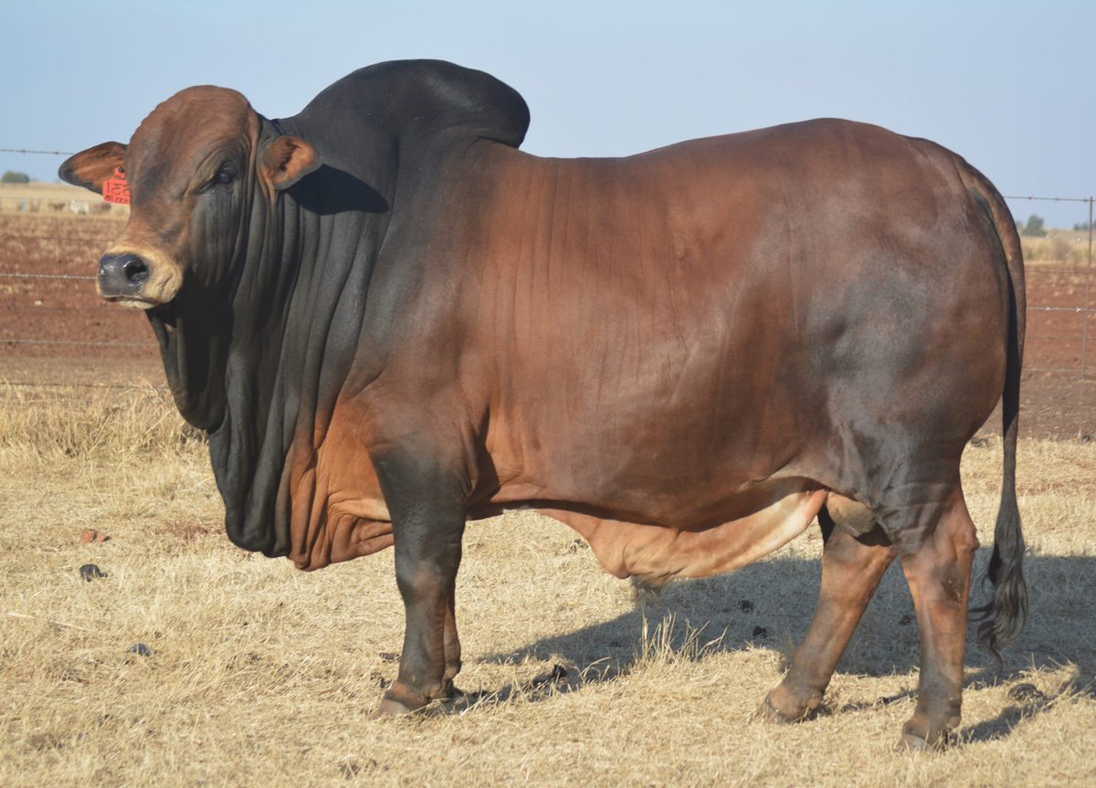 AgribusinessZim's tweet photo. Know your cattle breeds

What breed is this?

#agribusinesstalk https://t.co/pyo9gPEi2C