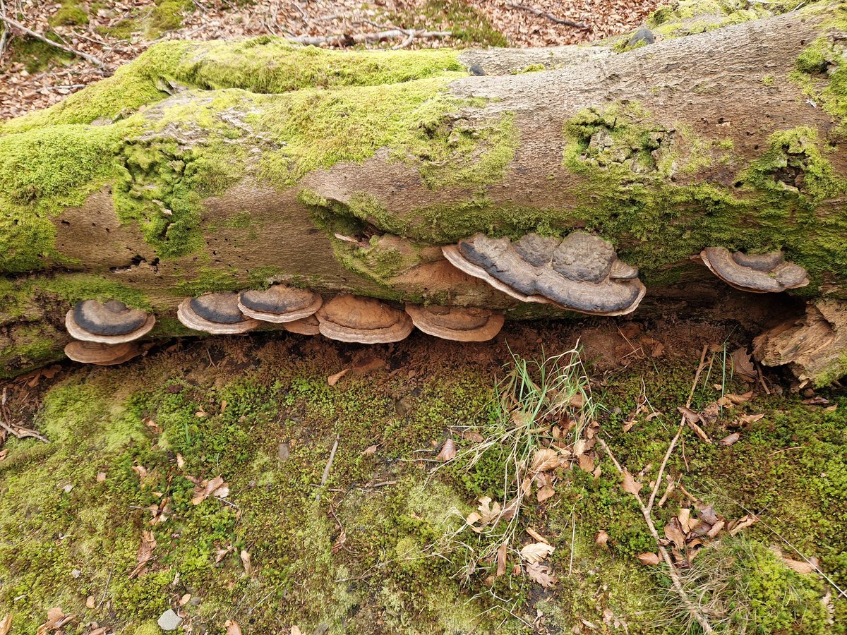 muscariamadge's tweet photo. Found the motherload of #ganoderma #artistsconk #ganodermaapplanatum today. Been doing a fair bit of research and really want to start using it. Any advice or tips on how to use and consume this fantastic fungi please??

#fungi #mushroommonday #mushroomtwitter #fantasticfungi https://t.co/CM6atama3w