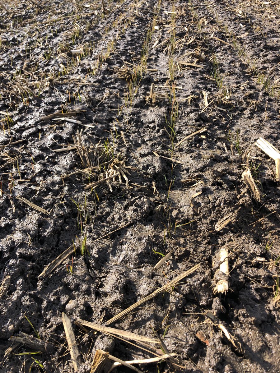 BrentMCS's tweet photo. For wheat being planted on Nov 9 pretty good emergence, not much green but should be fine. https://t.co/JXE8SN4nWH