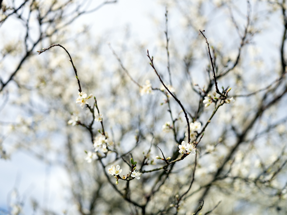 tessabunney's tweet photo. A beautiful drive through the gorgeous Lyth Valley looking for damson blossom. 

#ontheroad #cumbria #damson #lythvalley #localfood https://t.co/BWl3jlEiXB