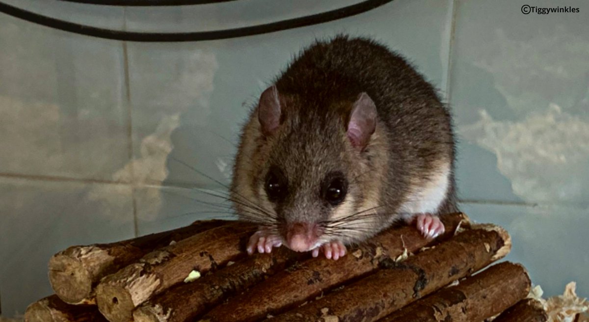 Tiggywinkles tweet media