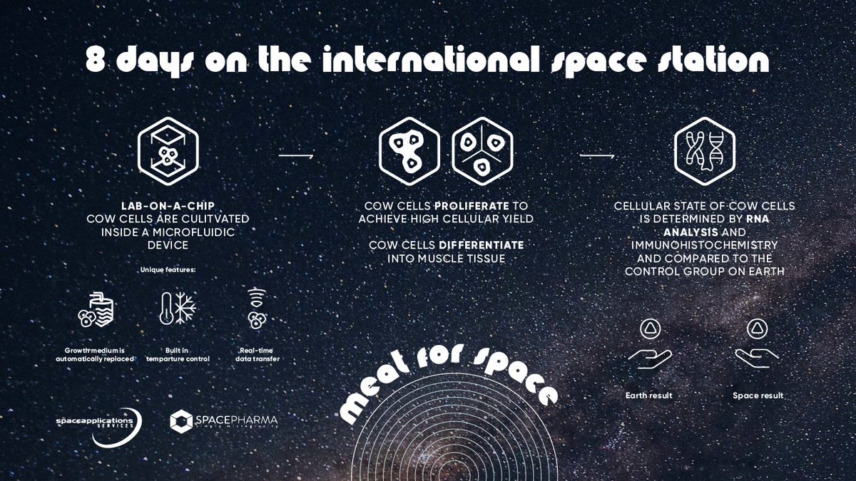 AlephFarms's tweet photo. Our cells will orbit for 8 days on the ISS, and under microgravity they will go through the two basic processes for cultivated meat production: proliferation and differentiation. #MeatForSpace
@SP_Microgravity @ICECubesService @Axiom_Space @RamonFoundation https://t.co/IZ7IKGtfkj