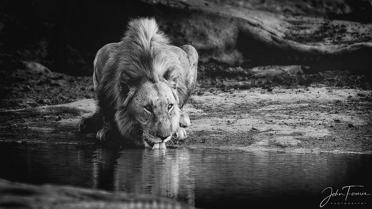 ThabaLodge's tweet photo. MONOCHROME MONDAY😊🦁 A thirsty lion seen recently on safari 
📸 @Johnfourie17 
#Lion #Monochromemonday #safariphotography #TwitterNatureCommunity #wildlifephotography #NaturePhotography #naturelovers #PhotoOfTheDay #picoftheday #blackandwhitephotography https://t.co/ZpLAnLgUvC