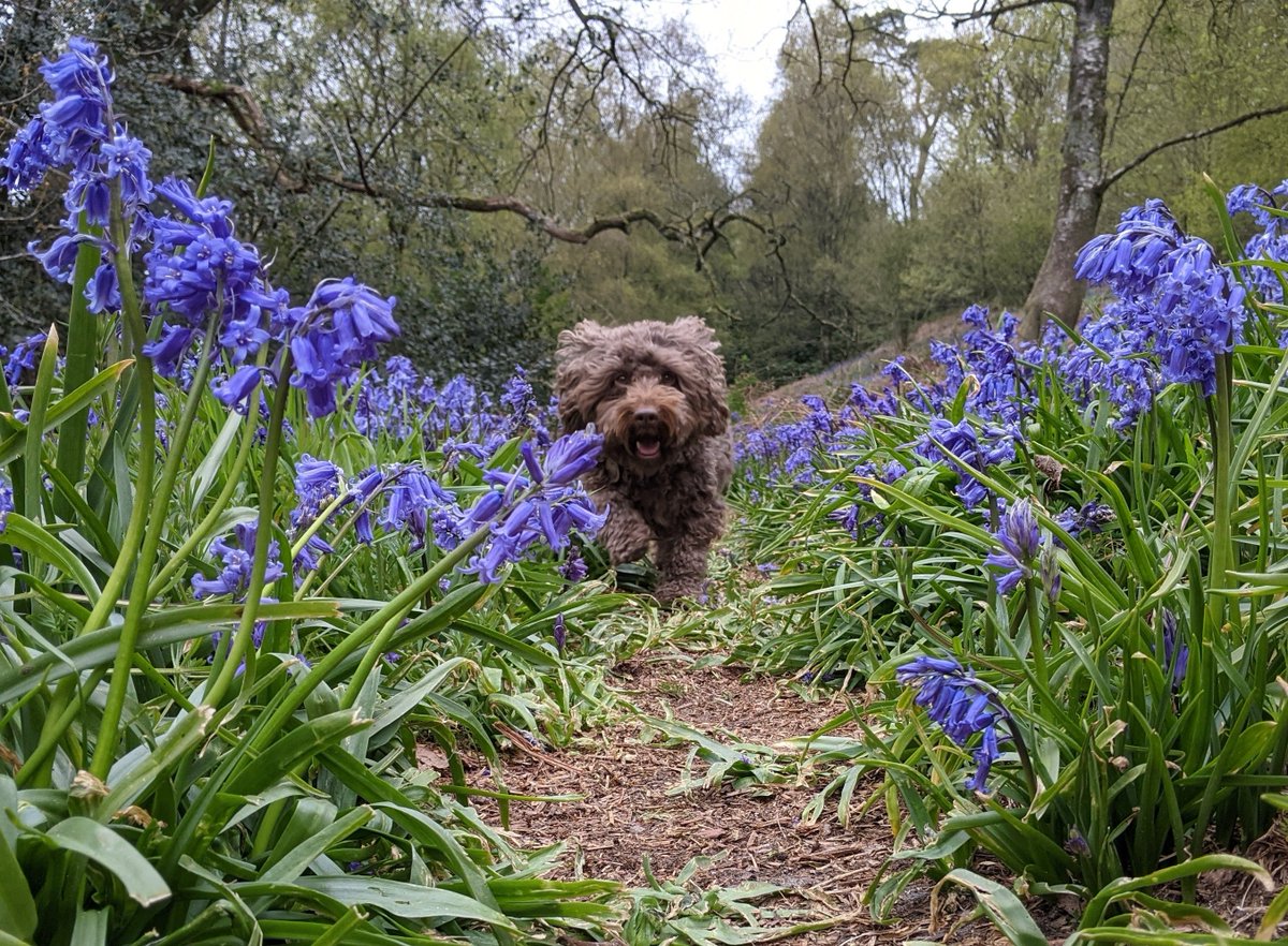 ⭐Win a luxury pet hamper &amp; a £50 voucher for you this #NationalPetMonth! ⭐ 

📸 Share a photo or video of your pet enjoying some springtime fun on our Facebook page for an entry into our prize draw! 🎁

 Ts and Cs, visit agriapet.co.uk/tscs #petpawsitivity #NPM22 #PetLovers