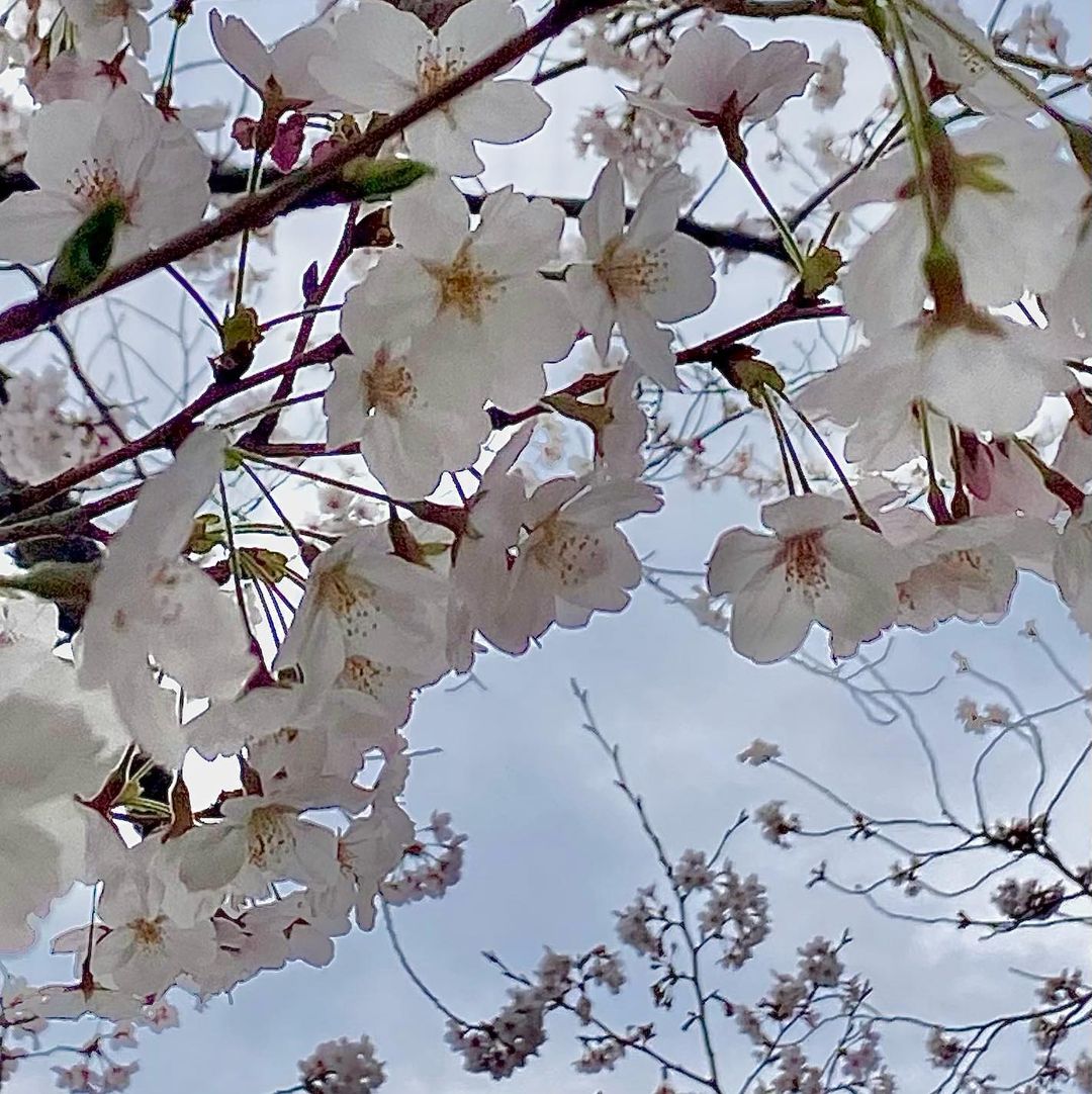 but_show_insta's tweet photo. https://t.co/1CRZZmG4Ij
上田理子のインスタが更新されました。(自動投稿)
#ばってん少女隊
#上田理子
みんなはお花見した〜??🌸
#桜 #さくら #お花見 #お花見スポット
#小倉城 #福岡 #北九州 #小倉 #cherrybl...
2022/04/04 21:15 https://t.co/ux31xnZj9H
