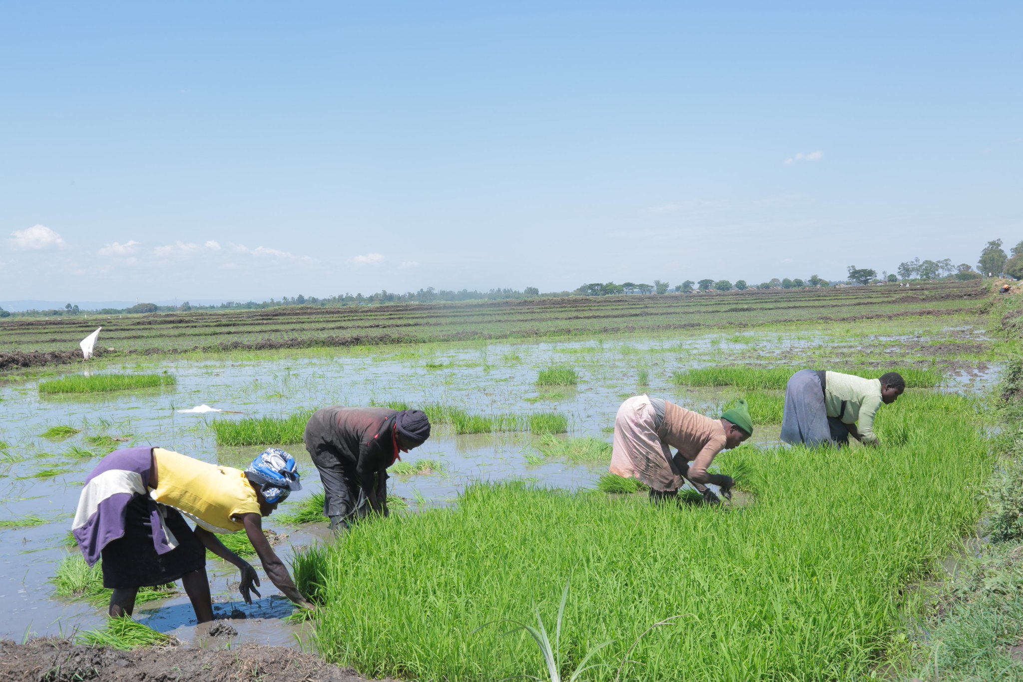 National Irrigation Authority on Twitter "The implementation of Koru