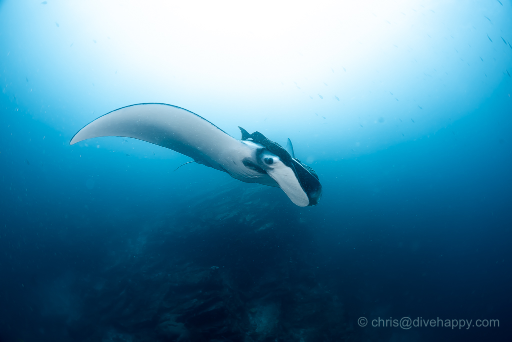 divehappy tweet media