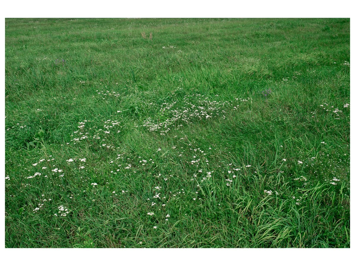 hleblat's tweet photo. Summer's vibe in the Belarus.
#summer #belarus #photography #relax #meditation #freedom #nature #outdoor #lifestyle #SonyAlpha @Lightroom #cinematic #landscape https://t.co/qtb3eN4HRo
