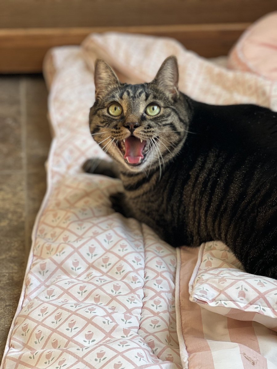 cthumane's tweet photo. When she talks, you better listen.
#MeetAthena #SheKnowsWhatSheWants #Food #OhAndAHome #AdoptMe #CThumane #cats #adoptables #CT #CTpets https://t.co/tHd39aglWt