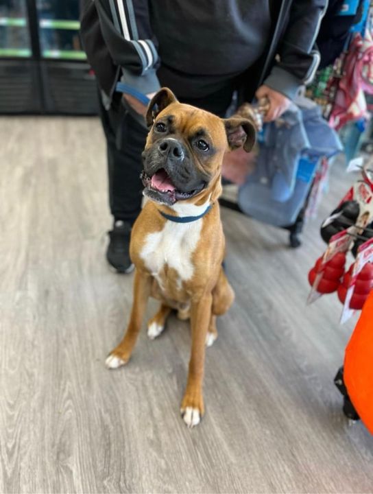 pspwny's tweet photo. Canelo is celebrating his first birthday today 🎂 🎉 Wish him a Happy Birthday in the comments below 😃

#PSPWilliamsville #PetSuppliesPlus #ShopLocalShopSmall https://t.co/VQQEKHKmhe