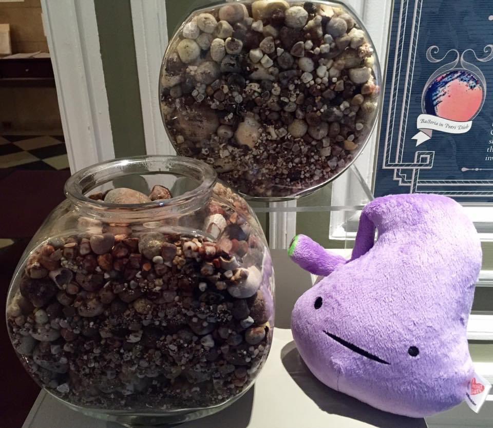 IMSS_Chicago's tweet photo. Ever have one of those days when you can't tell a gall stone from a kidney stone? #thoughtsofagallbladder #imsschicago #museum #chicago @iheartguts https://t.co/NzjXZtinvo