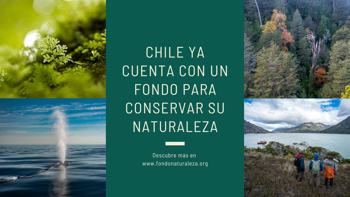 FondoNaturaleza's tweet photo. Chile ya cuenta con un fondo para conservar su naturaleza. Bienvenidos todos al @FondoNaturaleza https://t.co/sllM92ai5H