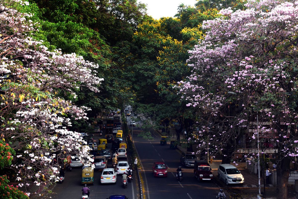 mrinalini_bhat's tweet photo. Bangalore 💜
#spring2022 #flowers 
Photojournalist- @chethan18 https://t.co/yTRh5yJbPb