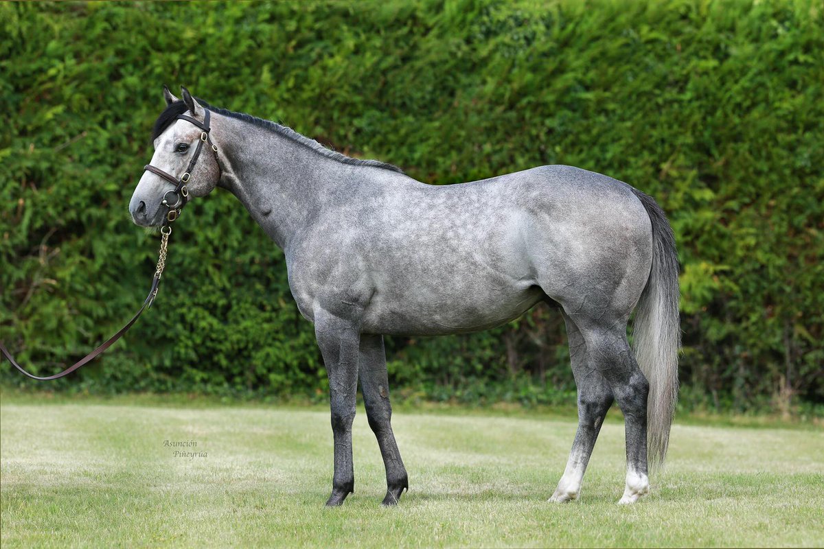 First winner for HAVANA GREY

"Star of Lady M" wins nicely on debut at Redcar for owner Michael Madden &amp; trainer <a href="/omeararacing/">David O'Meara</a>.

Purchased by <a href="/lukelillingston/">Luke Lillingston</a>, she also wins a £20,000 <a href="/GB_Bonus/">Great British Bonus</a>!

Bred &amp; Sold <a href="/WhitsburyManor/">Whitsbury Manor Stud</a>