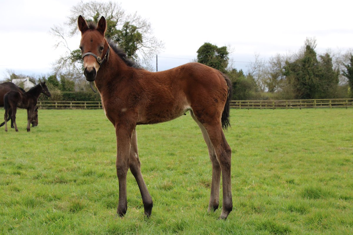 Our third foal is this filly by Saxon Warrior (<a href="/coolmorestud/">Coolmore</a>), born on March 12th. She is the third foal out of Amchitka (Cape Cross), own sister to stakes performers Star Lahib and Moone Cross 
<a href="/rpbloodstock/">Racing Post Bloodstock</a> #RPFoalGallery