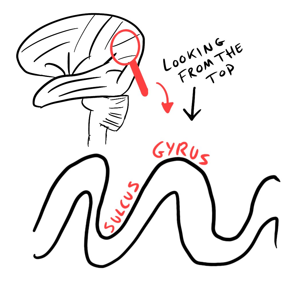 glassofbrain's tweet photo. Your brain-wrinkles have specific names. Read more here:
https://t.co/mnIFxhnrgt
#neuroscience #neurotwitter #gyrus #sulcus #scicomm https://t.co/ev0yA8ubuu
