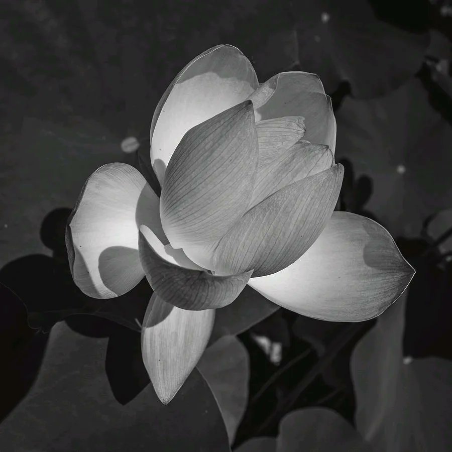 LizAlbroPhotos's tweet photo. Lotus Opening.
#blackandwhitenature #zenbeauty #GiftForMom #SpringForArt
https://t.co/MeKytlA3Mn https://t.co/q6K09IiF0p