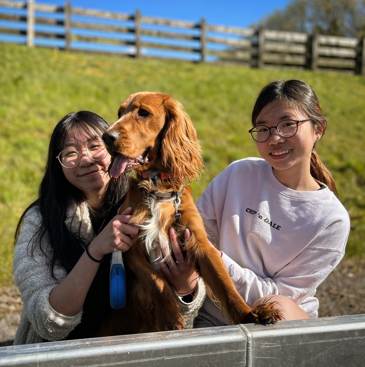RsdBoarding's tweet photo. 𝕎𝕖 𝕒𝕣𝕖 𝕗𝕒𝕞𝕚𝕝�� 💕🐾👧🏽

#boardingschool #iloveboarding #rsd #royalschooldungannon #ourbrilliantjourney #funwithfriends #northernireland #boardingdog #basel #wearefamily https://t.co/JR30s4ahfb