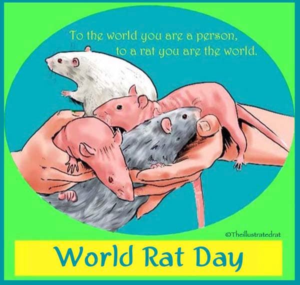 Happy #WorldRatDay - one of our favorite days of the year!

#illustratedrat #mainelyratrescue
