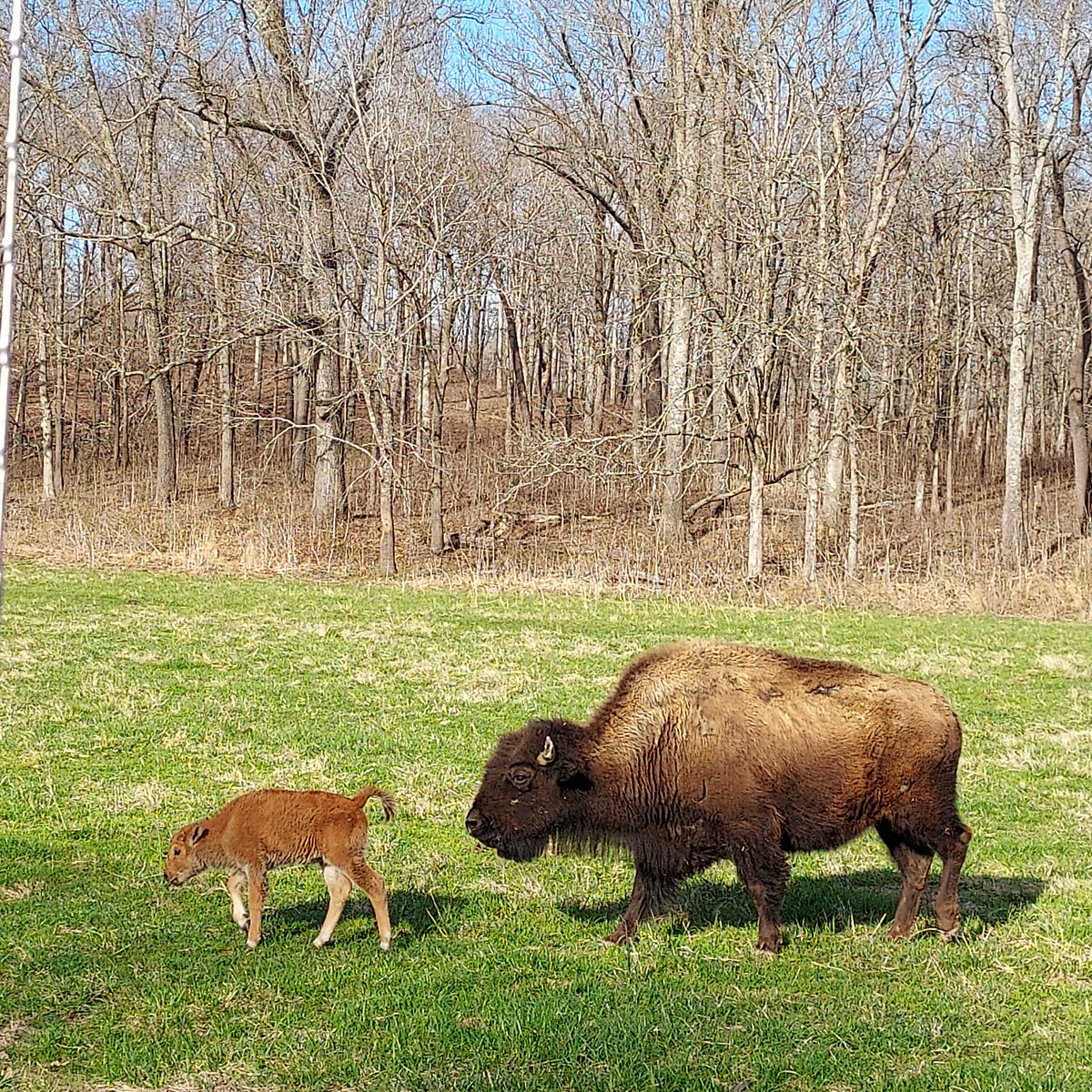 LandBtwnLakes's tweet photo. Welcome to the first baby bison for 2022 at the Elk & Bison Prairie. Photos taken by Bugle Corps volunteer Jan Gray. #nationalmammal https://t.co/Icd3jHBuax