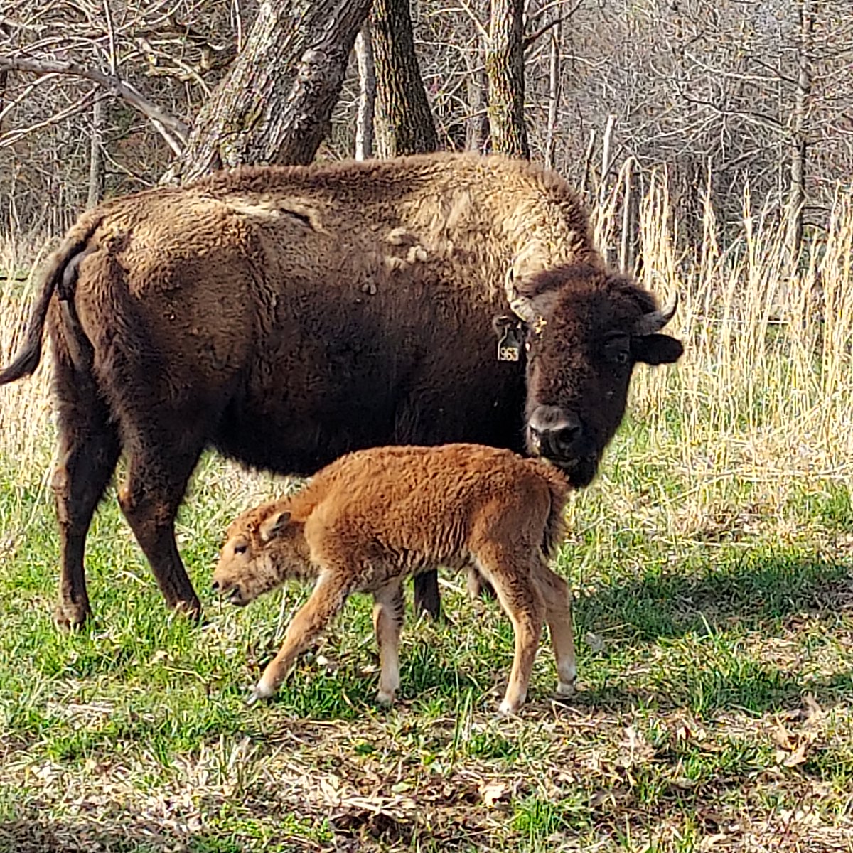 LandBtwnLakes's tweet photo. Welcome to the first baby bison for 2022 at the Elk & Bison Prairie. Photos taken by Bugle Corps volunteer Jan Gray. #nationalmammal https://t.co/Icd3jHBuax