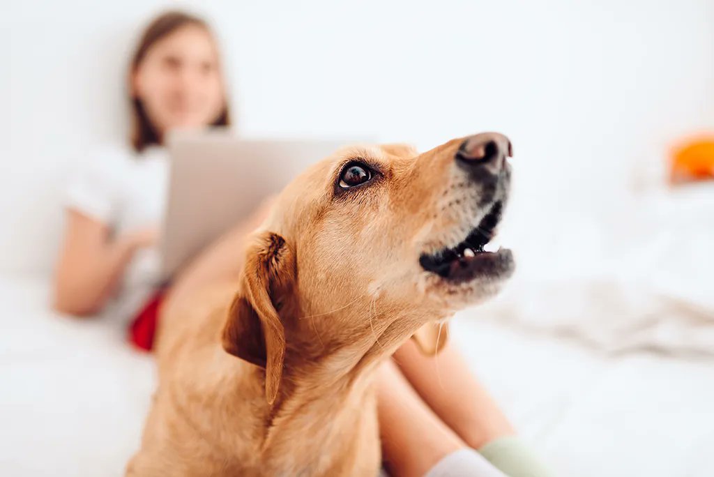 SNVHvet's tweet photo. How to Stop Territorial Barking - it is not a quick fix https://t.co/6UnWZLnKyW https://t.co/TFjKqivWz6